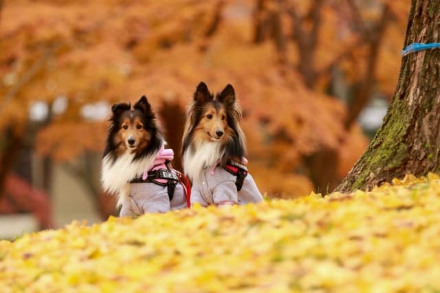 dog_1002